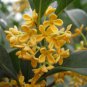 Yellow Osmanthus Fragrans 20 PCS Seeds