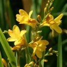 Yellow Lucifer Crocosmia 25 PCS Seeds Yellow Lucifer Crocosmia 25 PCS Seeds