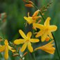 Yellow Lucifer Crocosmia 25 PCS Seeds