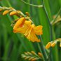 Yellow Lucifer Crocosmia 25 PCS Seeds