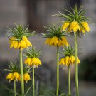 Yellow Imperial Crown bonsais Fritillaria imperialis Lutea Flowers 50 PCS Seeds
