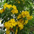 YELLOW HUMMINGBIRD TRUMPET VINE Flower Campsis Radicans Flava 10 PCS Seeds
