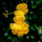 YELLOW HUMMINGBIRD TRUMPET VINE Flower Campsis Radicans Flava 10 PCS Seeds