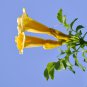 YELLOW HUMMINGBIRD TRUMPET VINE Flower Campsis Radicans Flava 10 PCS Seeds