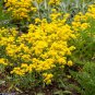 Yellow Creeping Thyme 100 PCS Seeds