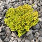 Yellow Creeping Thyme 100 PCS Seeds