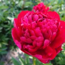 Xinniang Series Deep Red Peony Velvety Inner Stamens 20 PCS Seeds Xinniang Series Deep Red Peony Velvety Inner Stamens 20 PCS Seeds