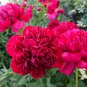 Xinniang Series Deep Red Peony Velvety Inner Stamens 20 PCS Seeds