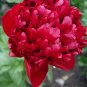 Xinniang Series Deep Red Peony Velvety Inner Stamens 20 PCS Seeds