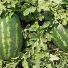 'Xiaoyu Peeling' Series Watermelon 20 PCS Seeds 'Xiaoyu Peeling' Series Watermelon 20 PCS Seeds