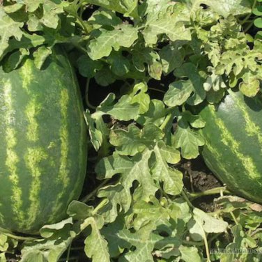 'Xiaoyu Peeling' Series Watermelon 20 PCS Seeds
