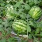'Xiaoyu Peeling' Series Watermelon 20 PCS Seeds