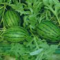 'Xiaoyu Peeling' Series Watermelon 20 PCS Seeds