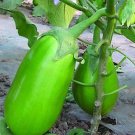 Xi'an Green Allure Unveiling the Green Eggplant 300 PCS Seeds Xi'an Green Allure Unveiling the Green Eggplant 300 PCS Seeds