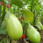 Xi'an Green Allure Unveiling the Green Eggplant 300 PCS Seeds