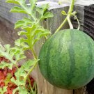 'Xiaolan Peeling' Series Watermelon 20 PCS Seeds