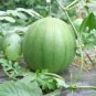 'Xiaolan Peeling' Series Watermelon 20 PCS Seeds