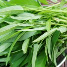 Willow-leaf Water Spinach 5 PCS Seeds Willow-leaf Water Spinach 5 PCS Seeds