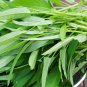 Willow-leaf Water Spinach 5 PCS Seeds