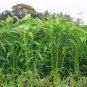 Willow-leaf Water Spinach 5 PCS Seeds