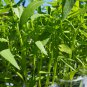 Willow-leaf Water Spinach 5 PCS Seeds