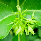 Wild Sarsaparilla Plant 10 PCS Seeds Wild Sarsaparilla Plant 10 PCS Seeds