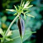 Wild Sarsaparilla Plant 10 PCS Seeds