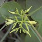 Wild Sarsaparilla Plant 10 PCS Seeds