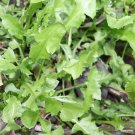 Wild Lettuce Plant 20 PCS Seeds Wild Lettuce Plant 20 PCS Seeds