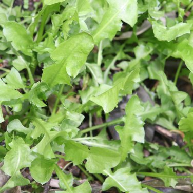 Wild Lettuce Plant 20 PCS Seeds