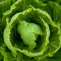 Wild Lettuce Plant 20 PCS Seeds