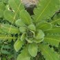 Wild Lettuce Plant 20 PCS Seeds