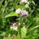 WHITE WOOD MINT Mentha Arvensis Wild Field Herb Flower 50 PCS Seeds