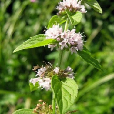 WHITE WOOD MINT Mentha Arvensis Wild Field Herb Flower 50 PCS Seeds