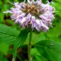 WHITE WOOD MINT Mentha Arvensis Wild Field Herb Flower 50 PCS Seeds