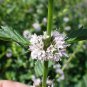 WHITE WOOD MINT Mentha Arvensis Wild Field Herb Flower 50 PCS Seeds