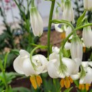 White TURK'S Cap Lily Lilium Martagon Mortagon Michigan Wildflower 200 PCS Seeds White TURK'S Cap Lily Lilium Martagon Mortagon Michigan Wildflower 200 PCS Seeds