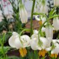 White TURK'S Cap Lily Lilium Martagon Mortagon Michigan Wildflower 200 PCS Seeds