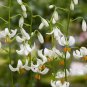 White TURK'S Cap Lily Lilium Martagon Mortagon Michigan Wildflower 200 PCS Seeds