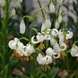 White TURK'S Cap Lily Lilium Martagon Mortagon Michigan Wildflower 200 PCS Seeds