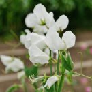 White Tall Sweet Pea 100 PCS Seeds White Tall Sweet Pea 100 PCS Seeds