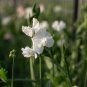 White Tall Sweet Pea 100 PCS Seeds