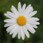 White Mid Sing Daisy 500 PCS Seeds