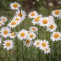 White Mid Sing Daisy 500 PCS Seeds
