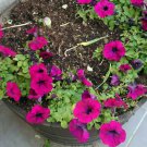 Violet 100 PCS Seeds