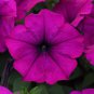 Violet 100 PCS Seeds