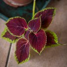 Vibrant 'Xinghai' Rainbow Coleus 100 PCS Seeds