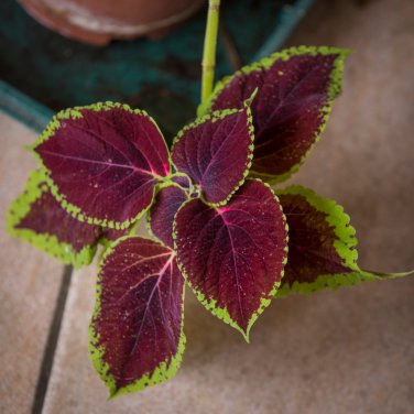 Vibrant 'Xinghai' Rainbow Coleus 100 PCS Seeds