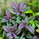 Vibrant Purple Coleus with Striking Black Veins 100 PCS Seeds