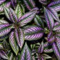 Vibrant Purple Coleus with Striking Black Veins 100 PCS Seeds